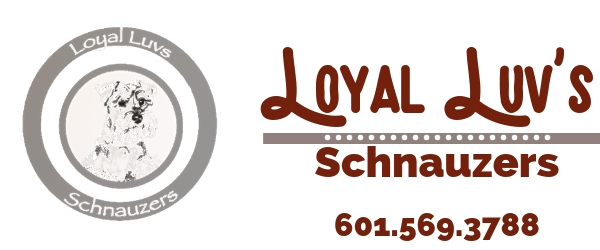 Call or email Loyal Luv's Schnauzer to find your puppy today!